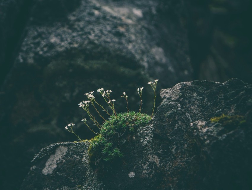 depth photography of white petaled flower on gray rock