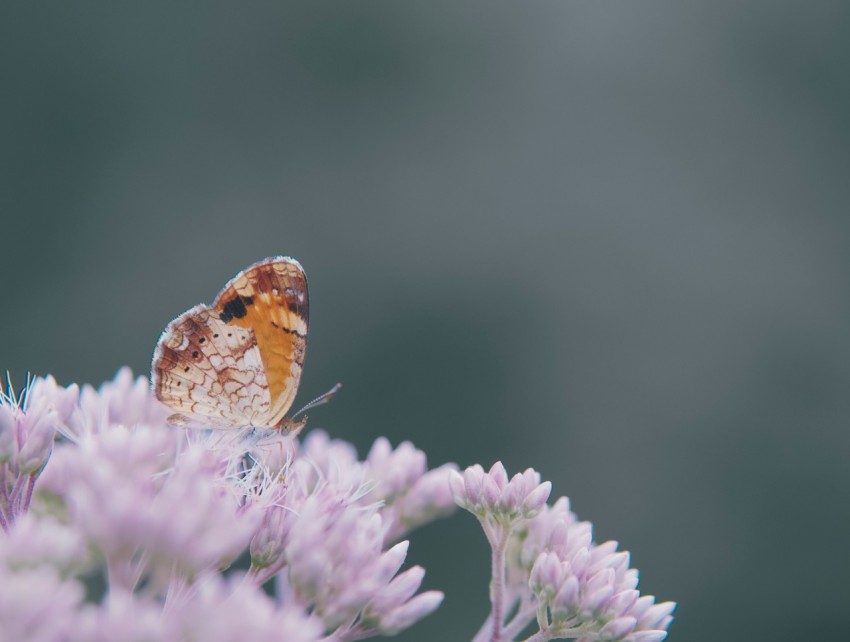 brown and black butterfly on purple flower