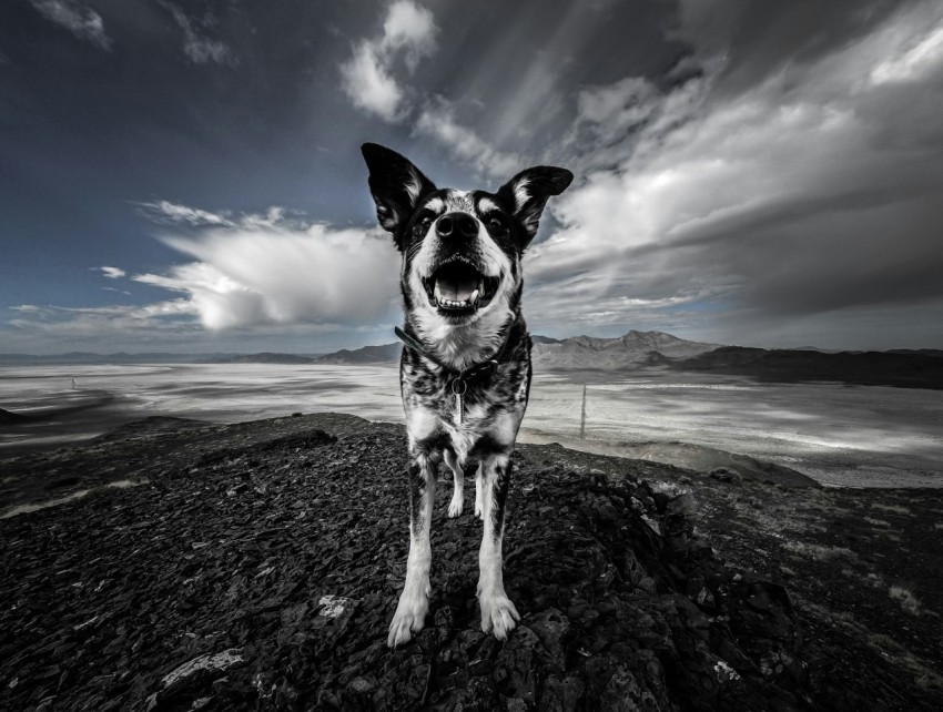 close up photography of black and white dog near open field during daytime