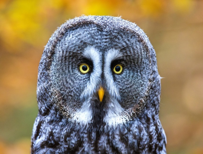 black and white owl in close up photography