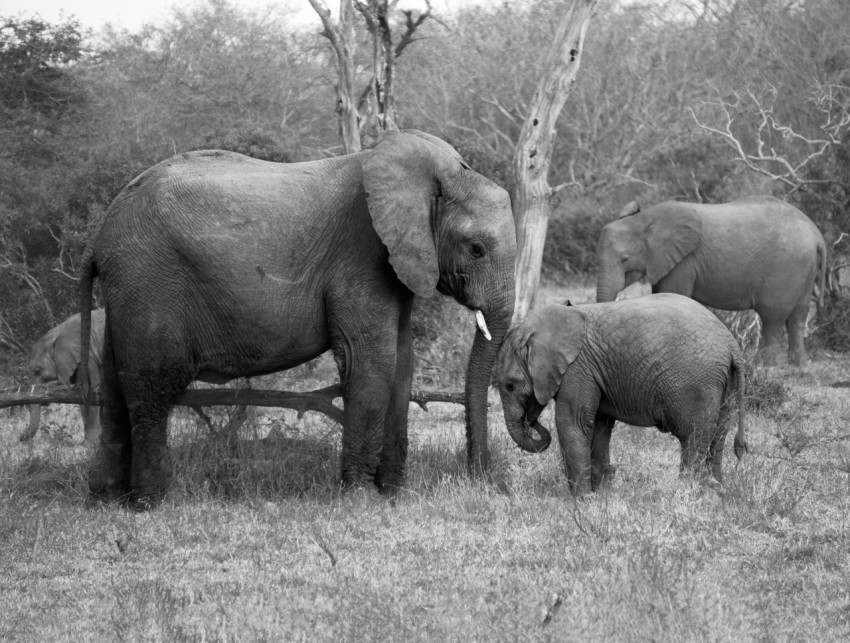 a group of elephants stand in a grassy field