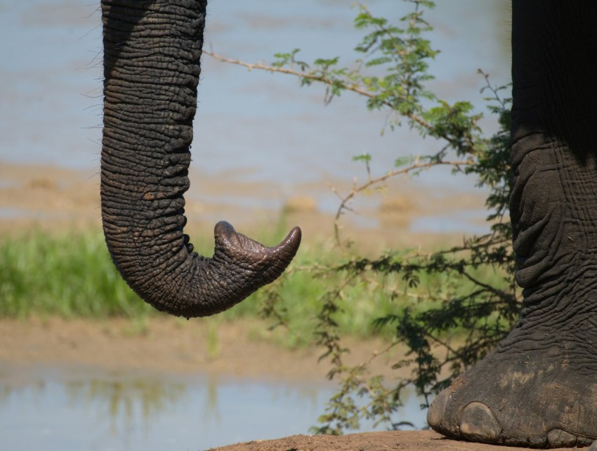 an elephant with its trunk up