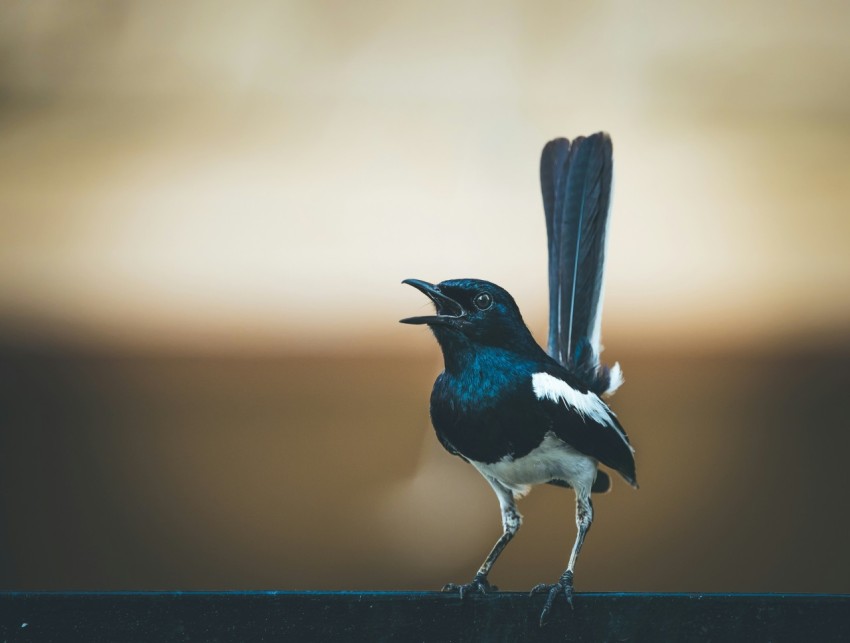 black and white bird on brown wooden fence Jj6Ec