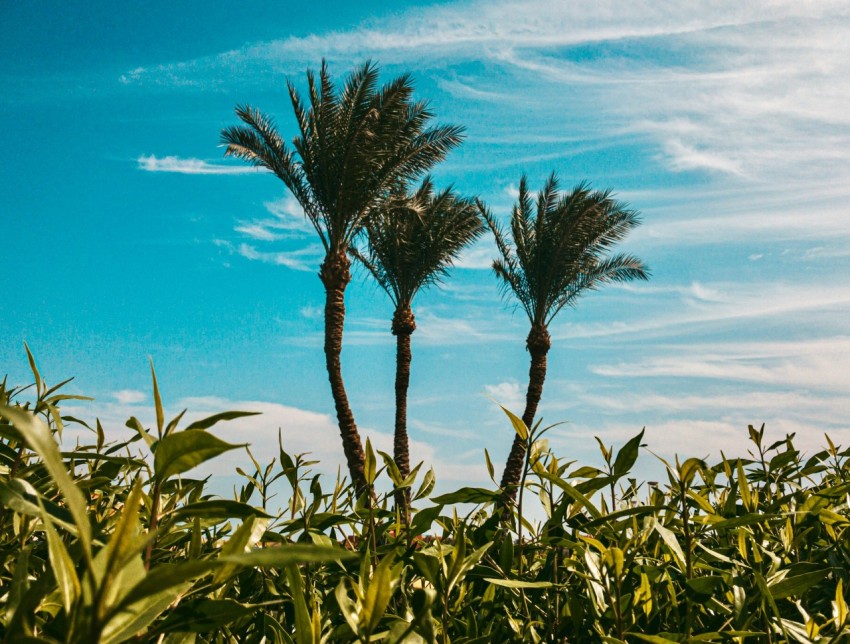 green plant under blue sky during daytime