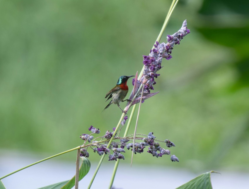 a small bird sitting on top of a purple flower