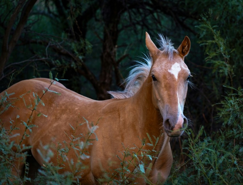 a brown horse standing in a lush green forest