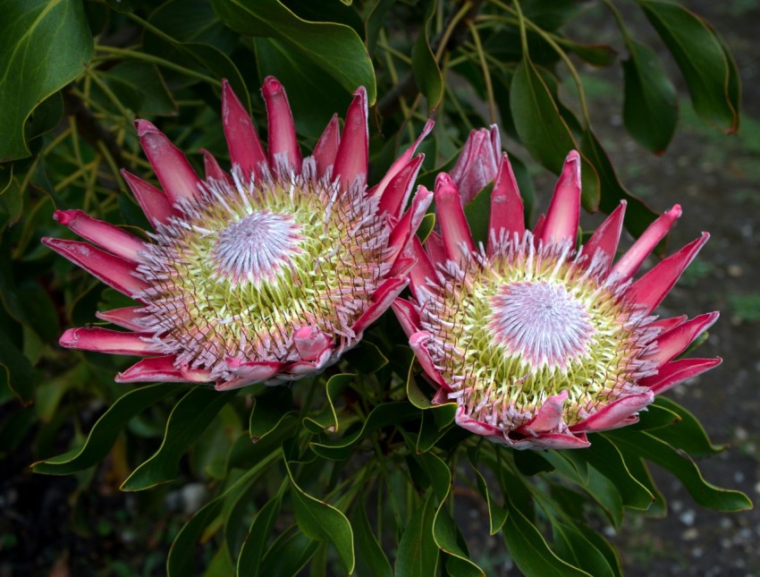 a couple of pink flowers sitting on top of a green plant 0sS5u