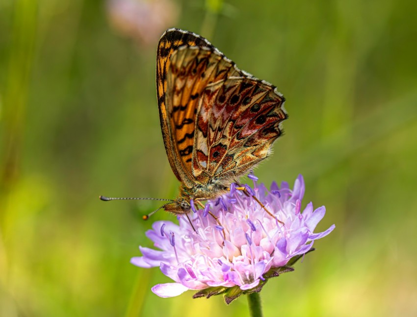 a butterfly sitting on top of a purple flower