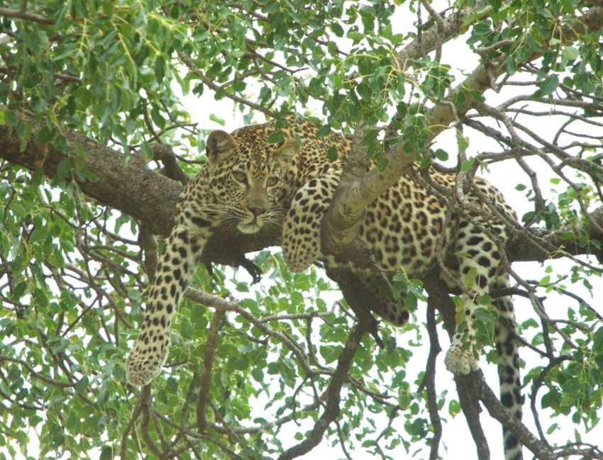 a couple of leopards that are sitting in a tree