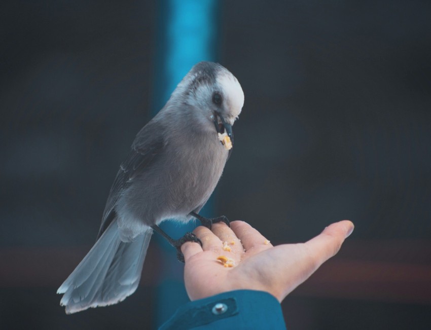 gray bird eating on persons hand