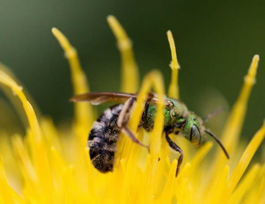 a bee sitting on top of a yellow flower