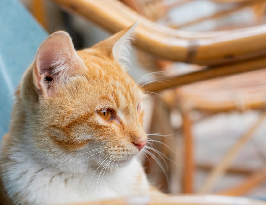 orange and white tabby cat