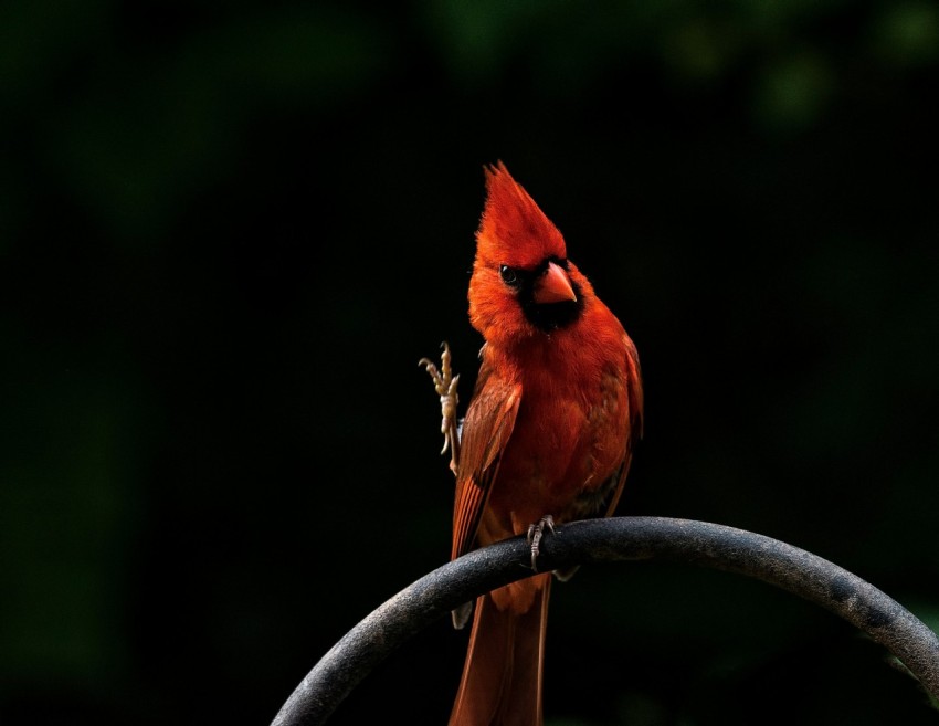 perched cardinal l1H0sF8