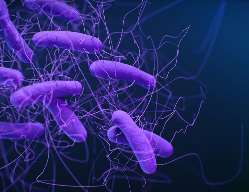 purple bacterias