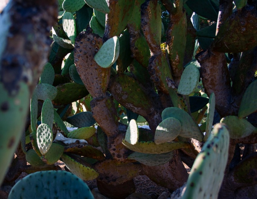 a close up of a cactus plant with lots of leaves