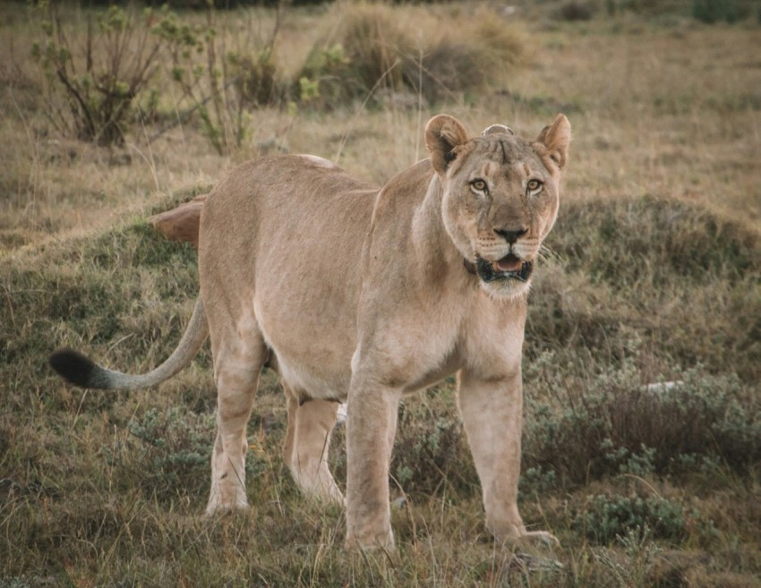 brown lioness on brown grass field during daytime