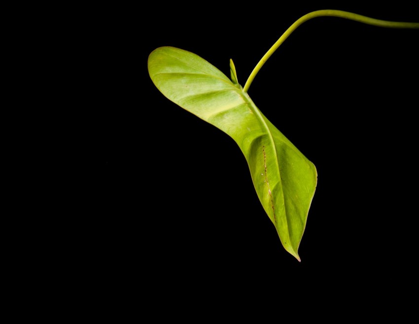 a green leaf on a black background