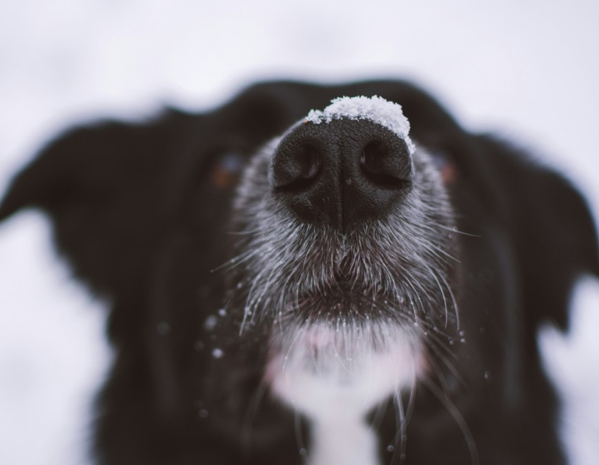 short coated black dog