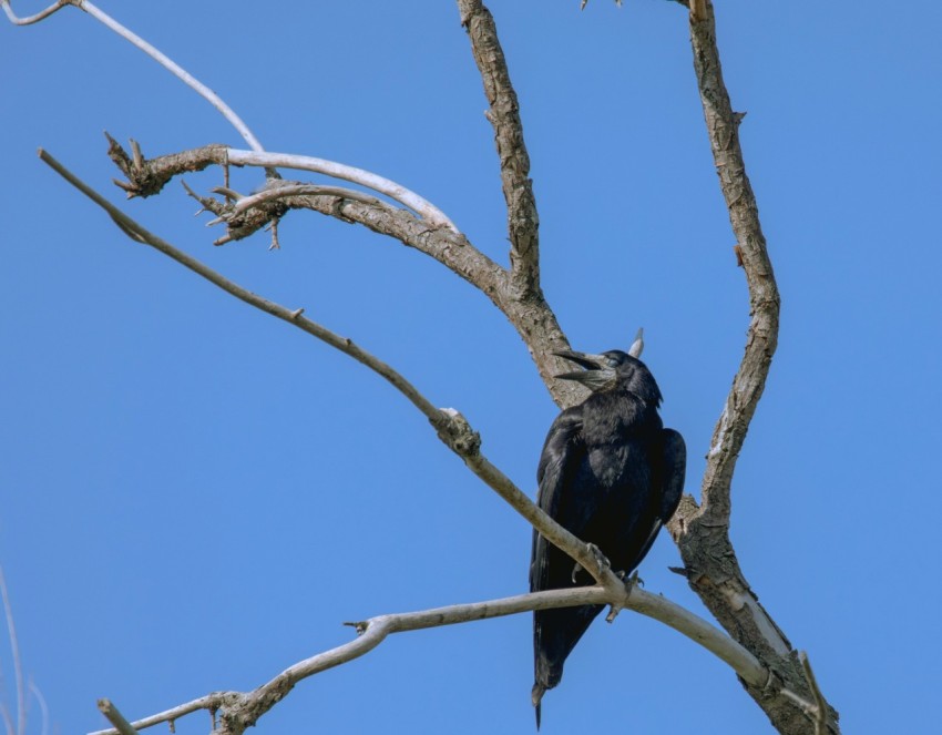 a black bird sitting on top of a tree branch