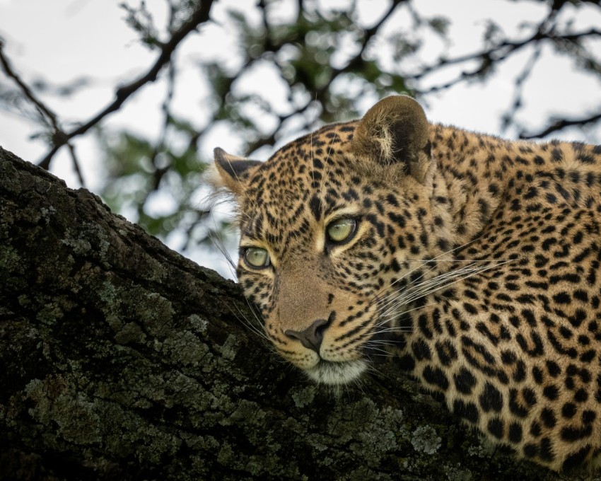 leopard on tree branch during daytime