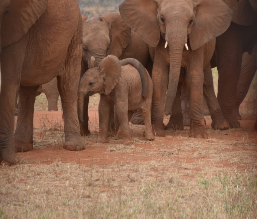 herd of elephants