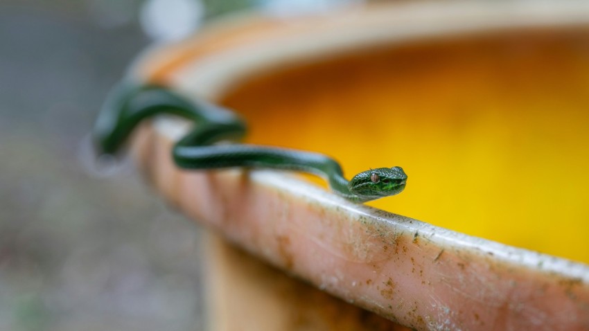 a small green frog sitting on top of a plant