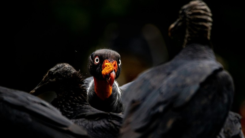 a close up of two birds with a black background