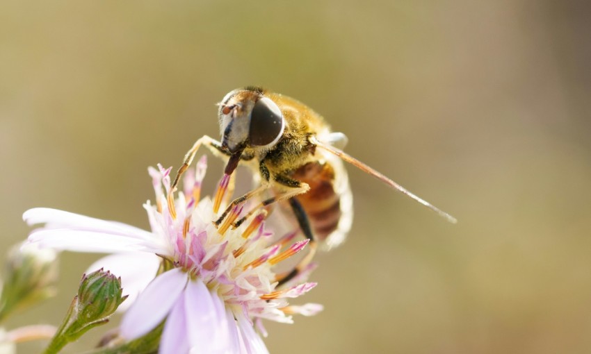 a bee sitting on top of a purple flower O6ieXuK