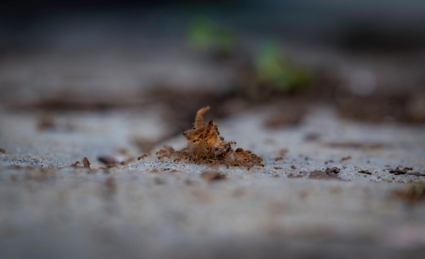 a close up of a dirt ground with little dirt on it