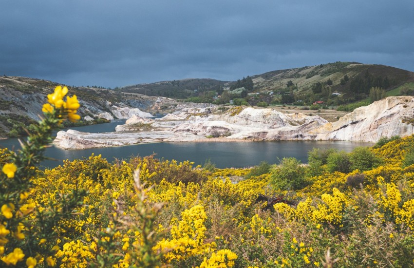 a large body of water surrounded by yellow flowers