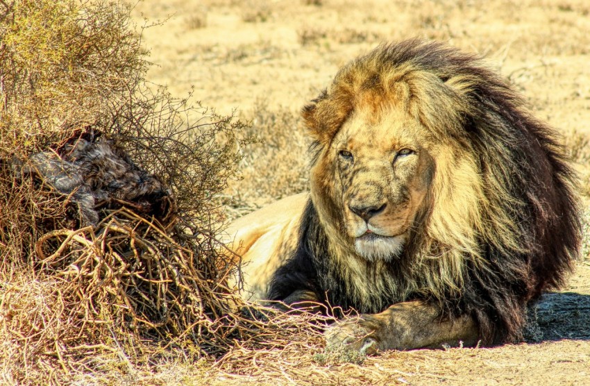 lion lying on brown grass during daytime