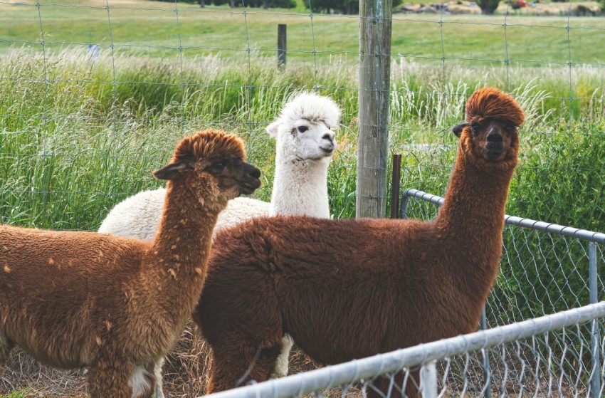 a group of alpacas in a fenced in area