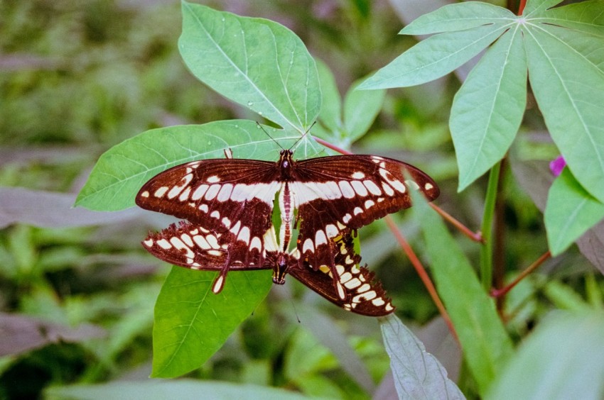 a brown and white butterfly sitting on a green leaf