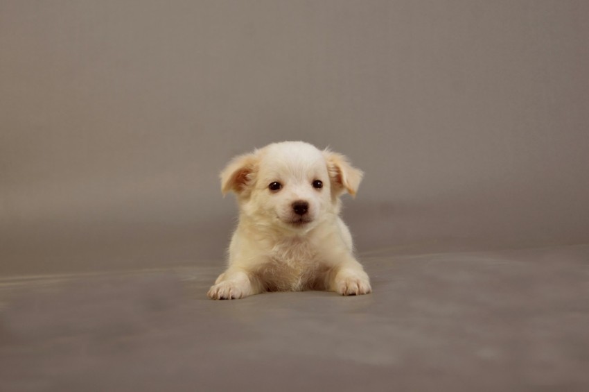 a small white puppy