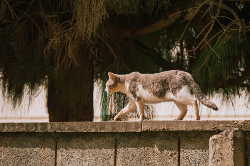 a cat walking across a cement wall next to a tree