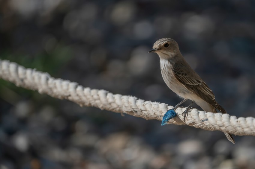 a small bird is sitting on a rope