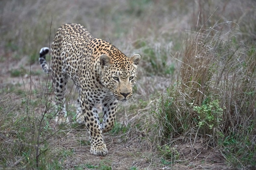 a leopard walking through a field of tall grass