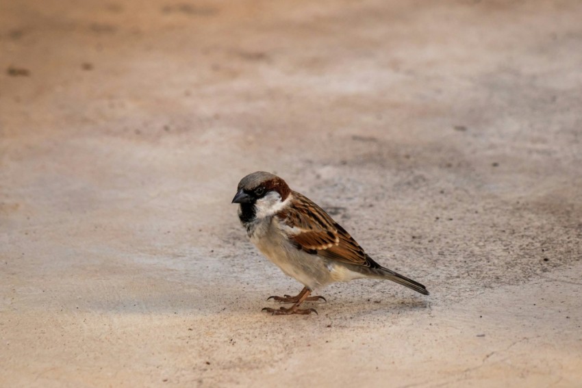 a small bird is standing on the ground