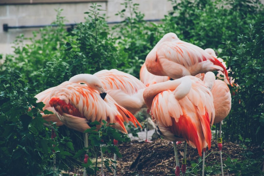 a group of pink flamingos standing next to each other