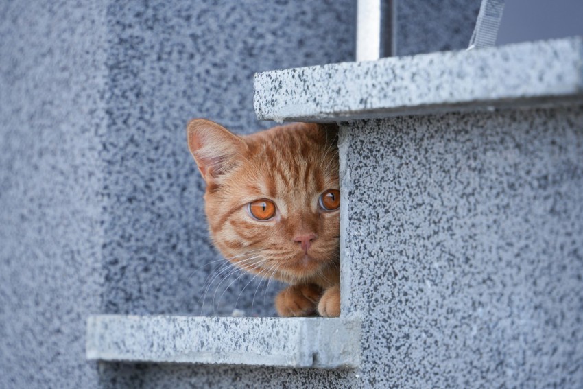 a small orange cat peeking out of a window