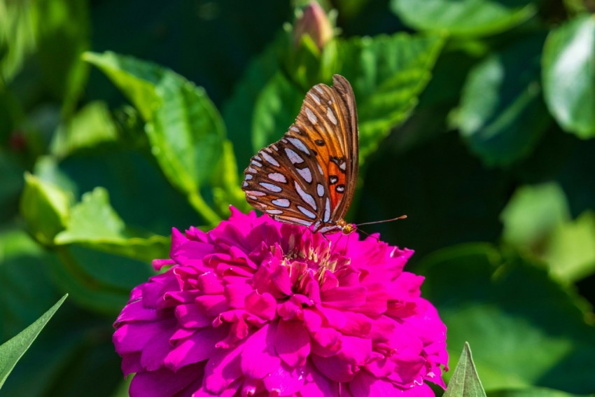 a butterfly sitting on top of a purple flower B