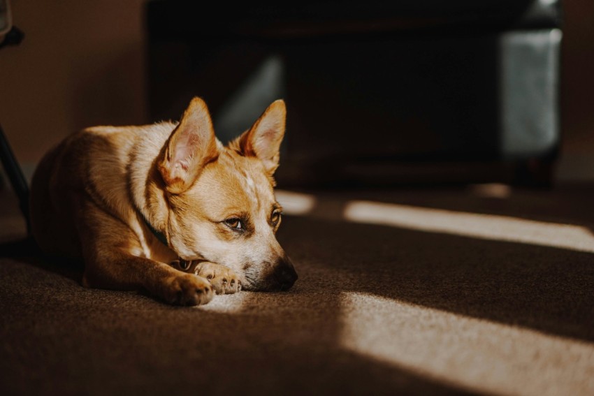 short coated brown dog