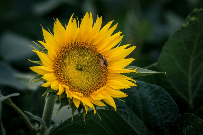 selective focus photography of sunflower n6C4UB