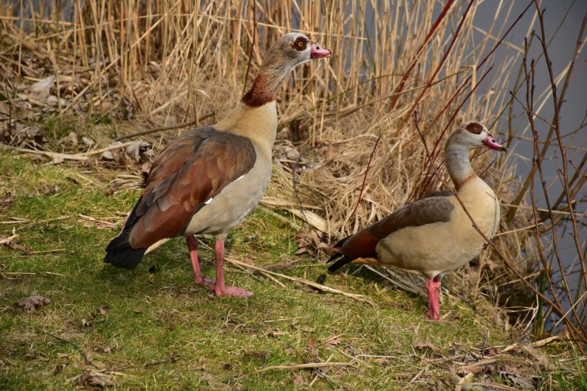 a couple of birds that are standing in the grass