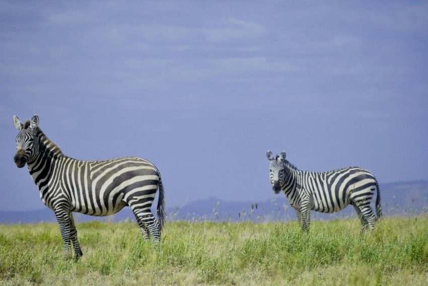 zebra standing on green grass field during daytime