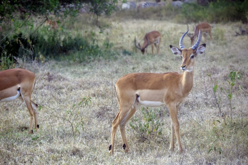 brown deer on green grass field during daytime