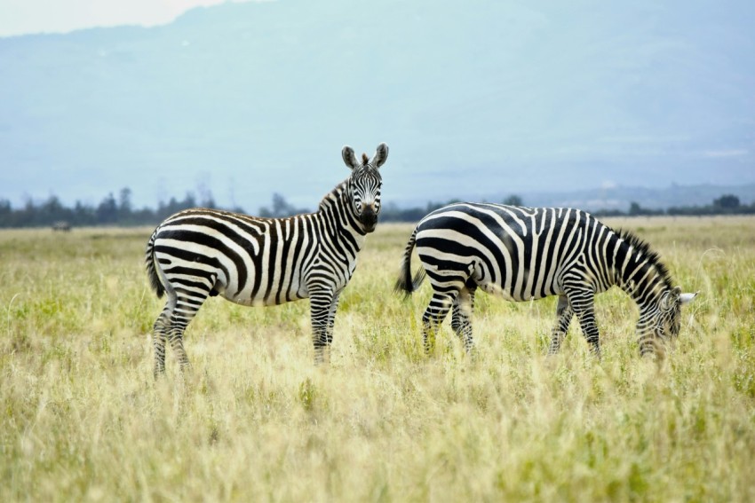 zebra on green grass field during daytime Aq4U9