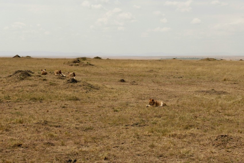 a herd of animals laying on top of a dry grass field