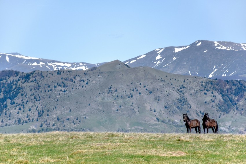 two brown horses near mountain at daytime Qw0QnXSC