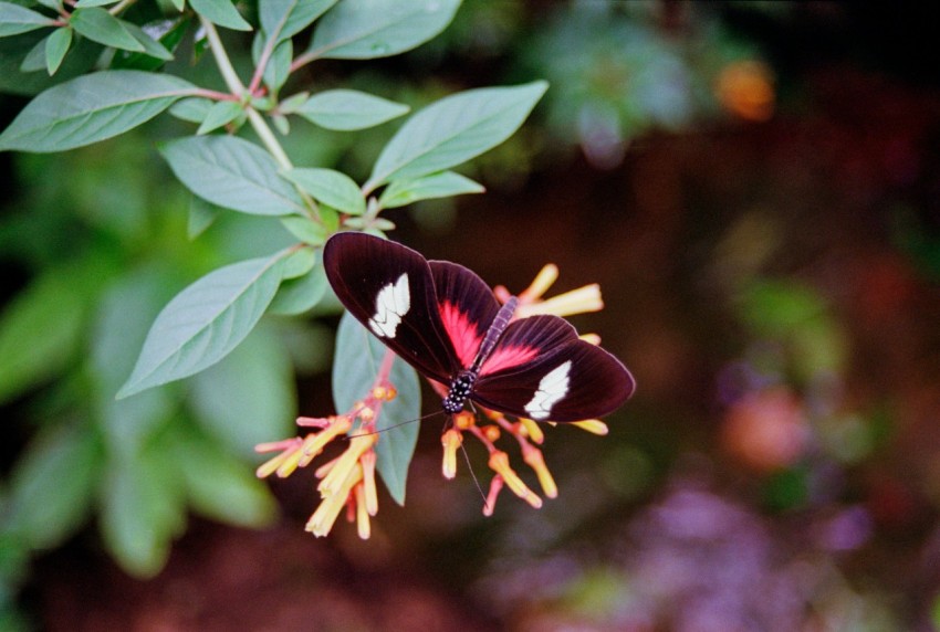 a close up of a butterfly on a flower